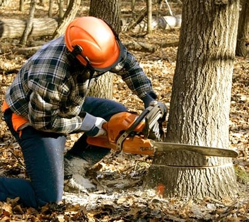 Tree Removal in Hancock, ME